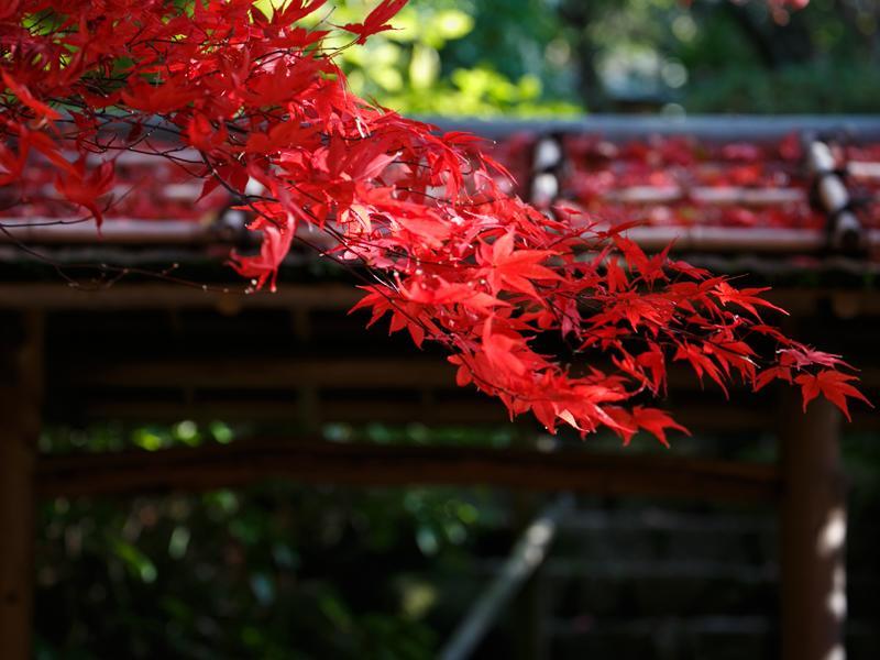 Nakanobo Zuien (Adults Only) Кобе Экстерьер фото